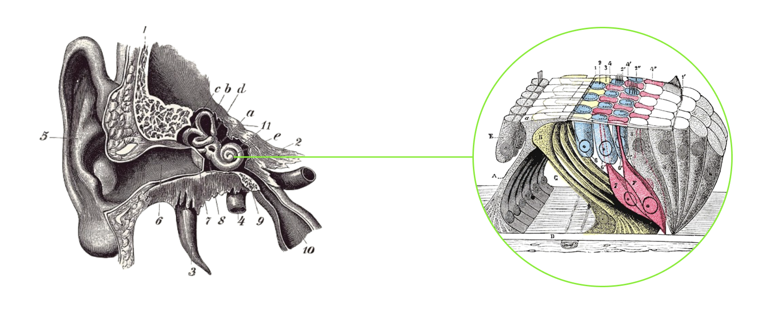 gravures showing the cochlea and hair cells