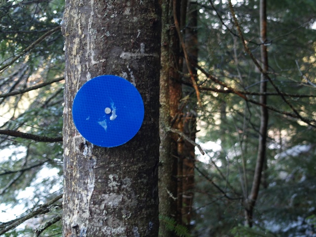 Blue disc on a pine tree