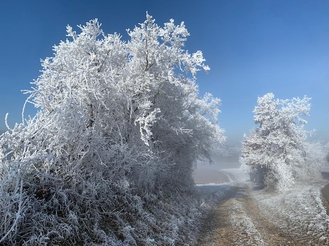 Frozen landscape