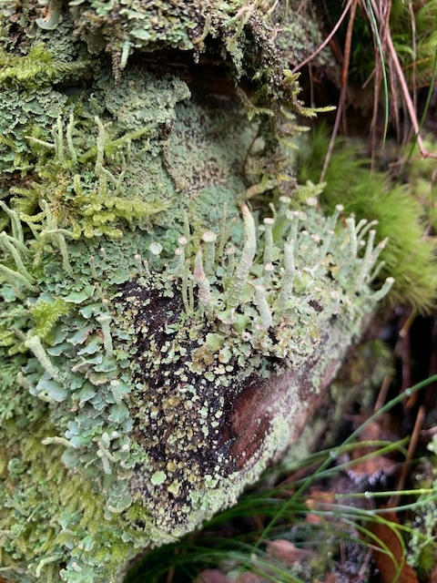 Forest moss and mushrooms