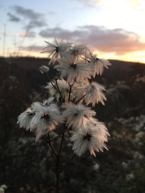 Fluffy plant