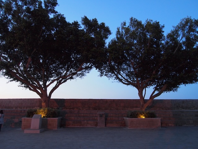 Two trees at dawn