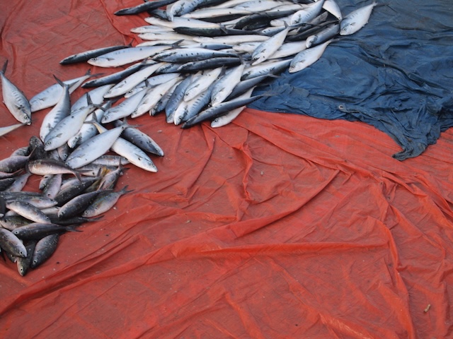 Fishes on colourful plastic sheets