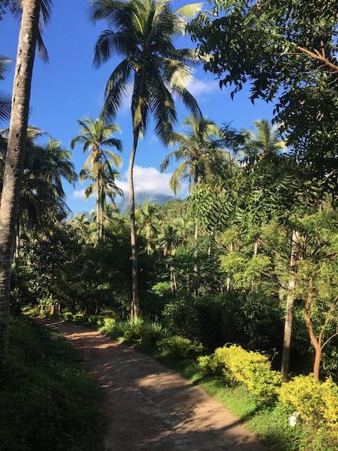 Lush greenery with coconut trees