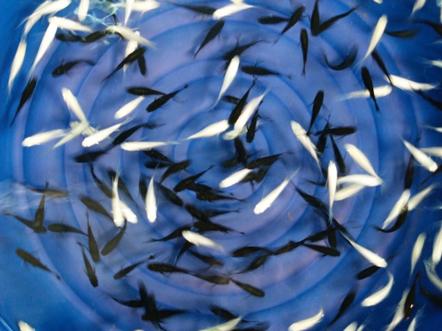 Black and white fishes in a blue bucket